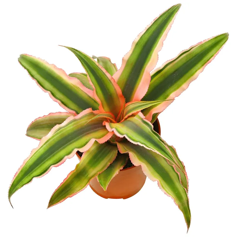 Angebot Cryptanthus bivittatus "Pink" Topf - Ø 5.5 cm