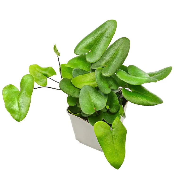 Aktuell Mickelopteris cordata ("Hemionitis arifolia") Topf L - 7 x 7 x 8 cm
