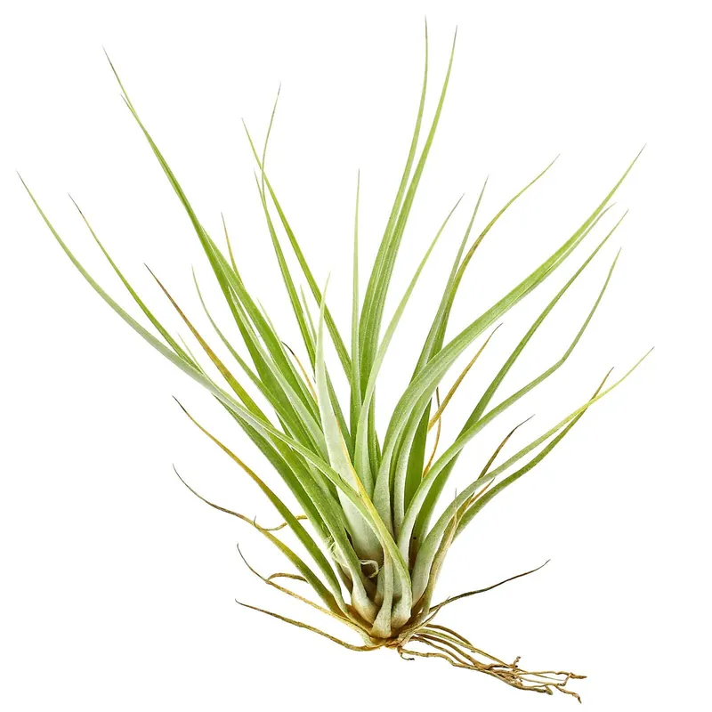 Zertifiziert Tillandsia fasciculata Einzelpflanze - S