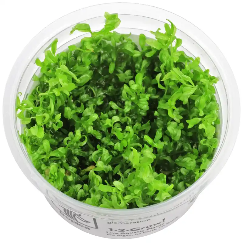 Jetzt Bestellen Hemianthus glomeratus Schwierigkeit