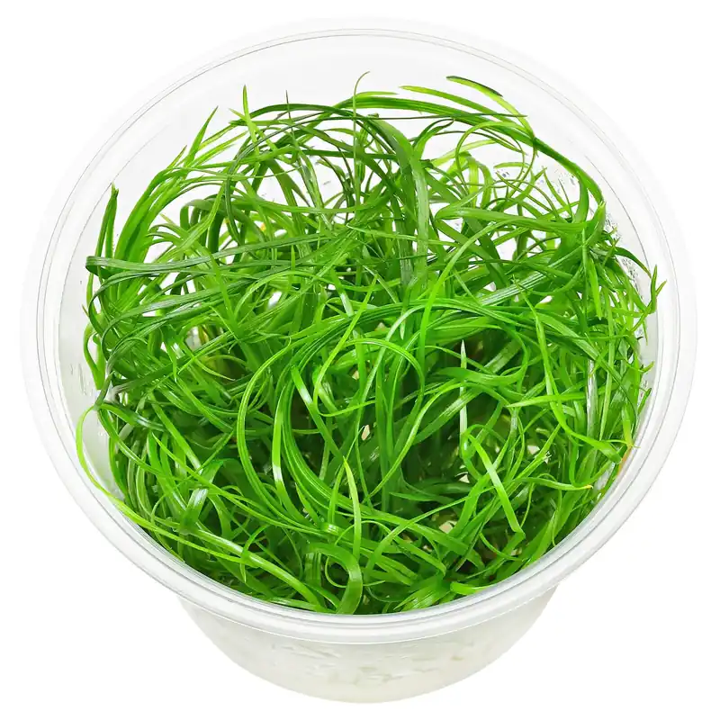 Eriocaulon sp. "Japan Needle Leaf" Schwierigkeit Markenprodukt
