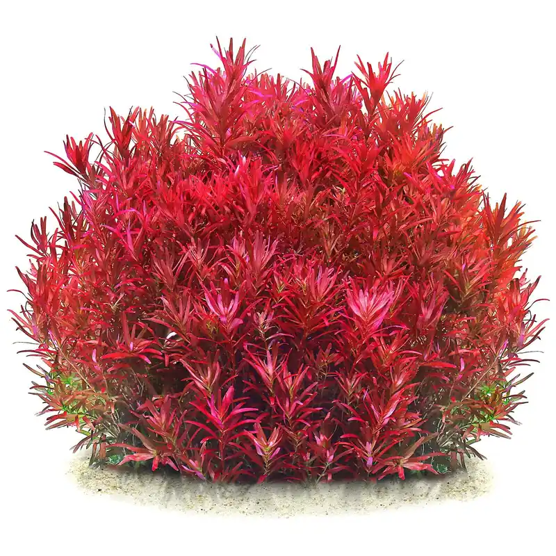 Jetzt Bestellen Rotala rotundifolia "Singapore Blood Red" Schwierigkeit