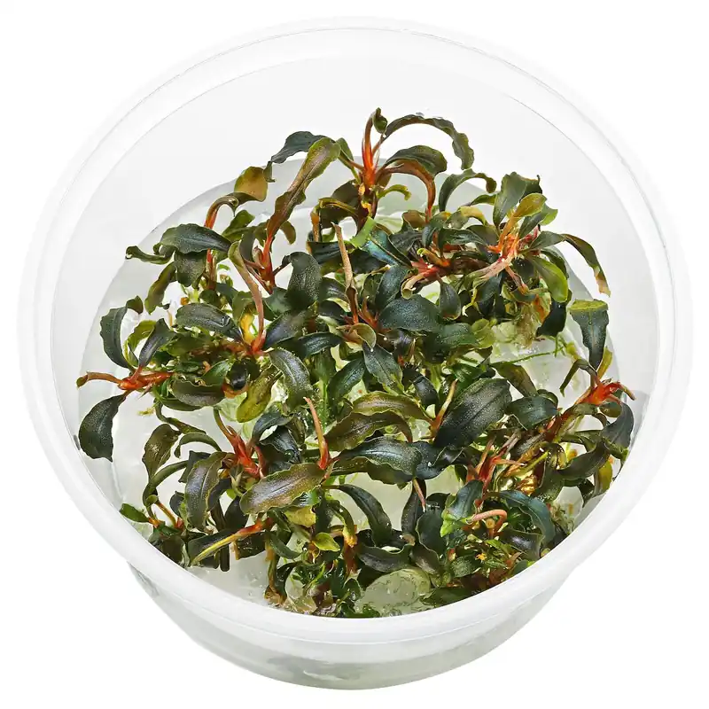 Bucephalandra sp. "Kedagang" Schwierigkeit Top-Seller