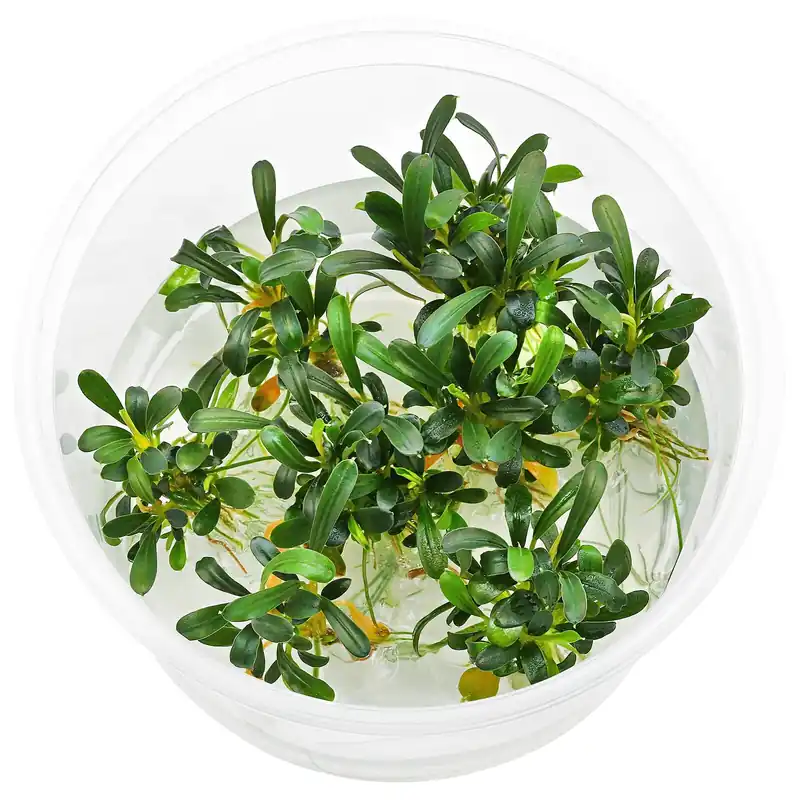 Bucephalandra sp. "Aqua Artica" Schwierigkeit Sale