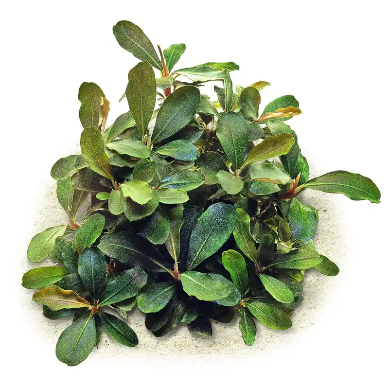 Sale Bucephalandra sp. "Motleyana Red" Schwierigkeit