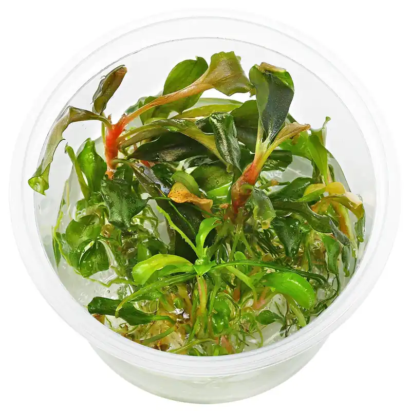 Bucephalandra sp. "Red Scorpio" Schwierigkeit Online Kaufen