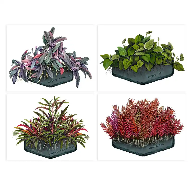 AquaOwner Plant Art Set Sonderangebot