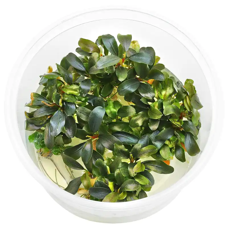 Bucephalandra sp. "Motleyana Red" Schwierigkeit Günstig