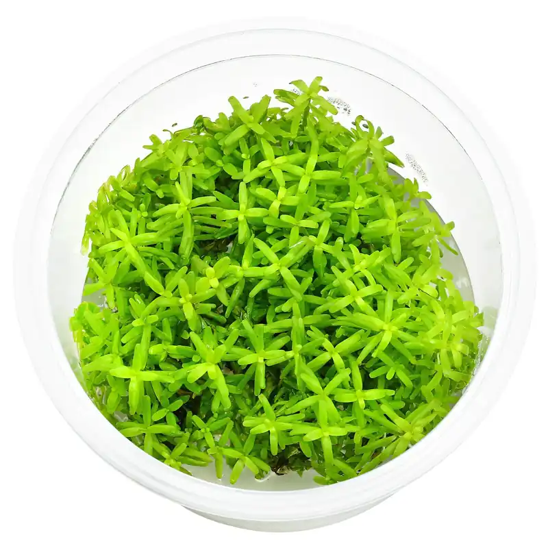 Rotala sp. "Wayanad" Schwierigkeit Beliebt
