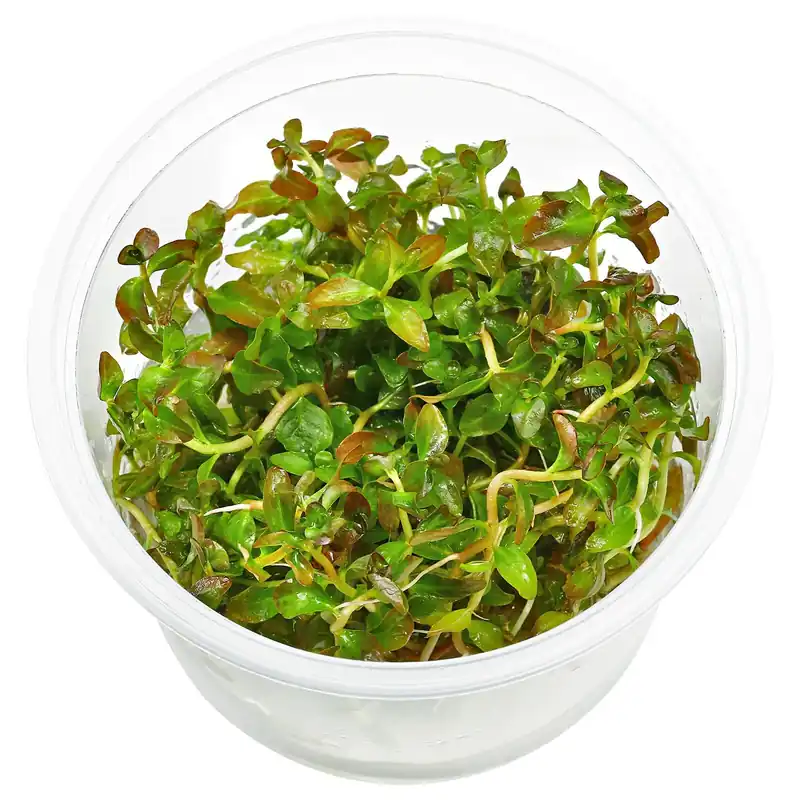 Ludwigia senegalensis ("Guinea") Schwierigkeit Bestpreis