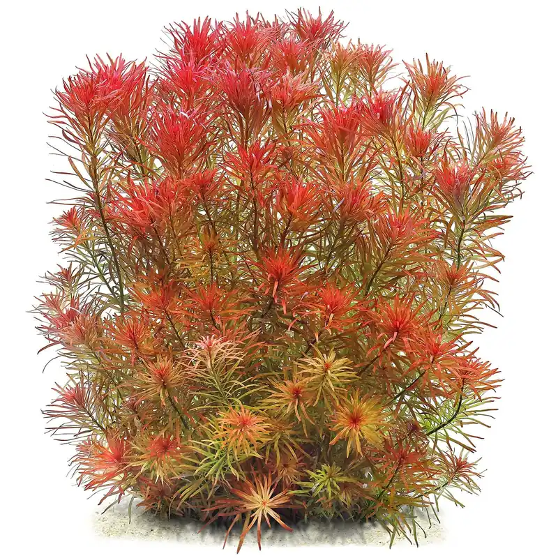 Neuheit Ludwigia inclinata var. verticillata 'Meta' Schwierigkeit