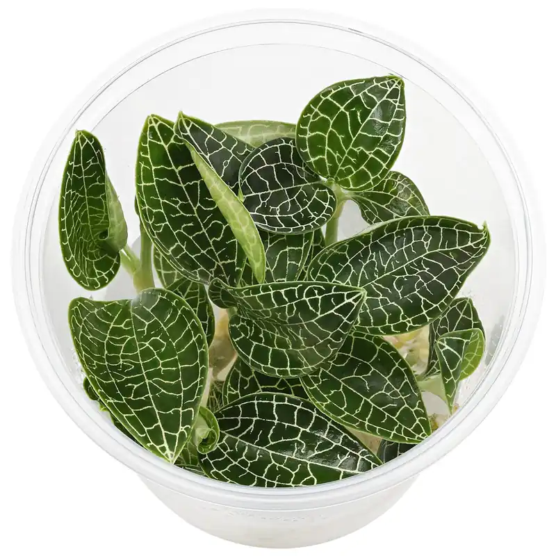 Macodes "Silbernetz" in Vitro - Ø 5.5 cm Neu Im Sortiment