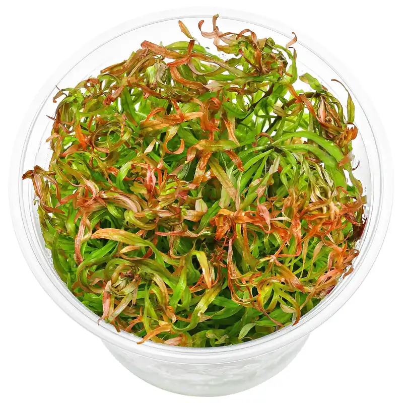 Ludwigia inclinata var. verticillata 'Meta' Schwierigkeit Neu