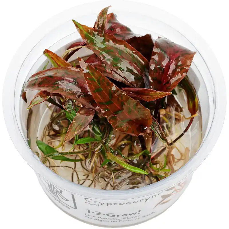 Cryptocoryne nurii var. raubensis 'Rosen Maiden' Schwierigkeit Sofort Bestellen