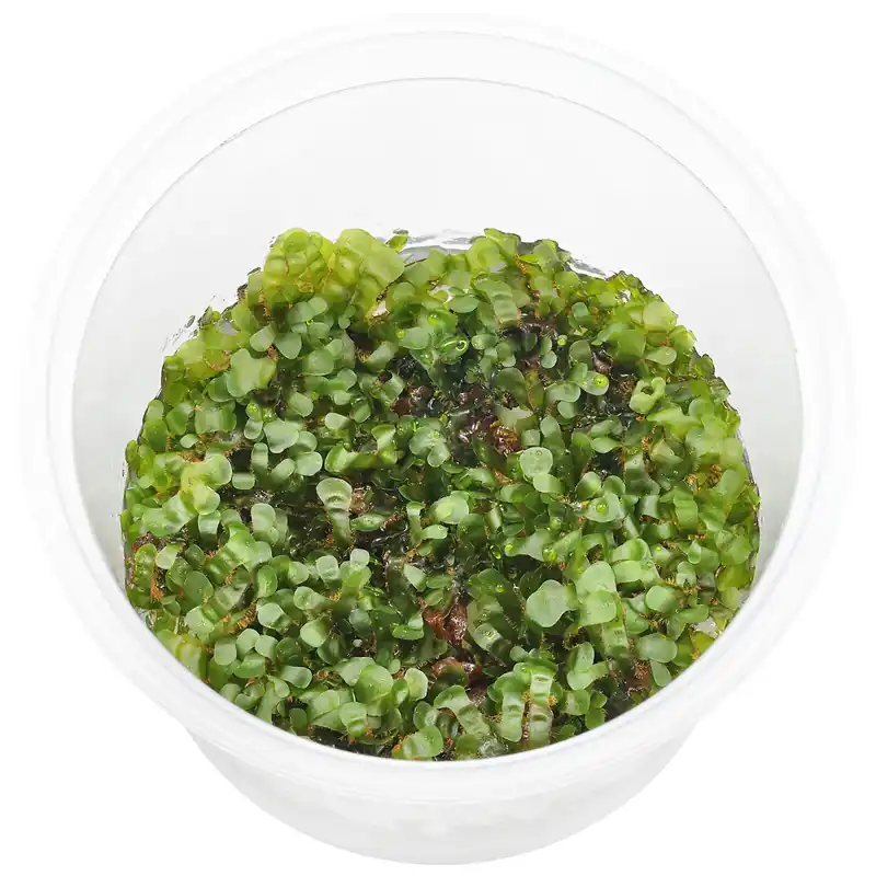 Markenware Microsorum pteropus 'Prothallium' Schwierigkeit