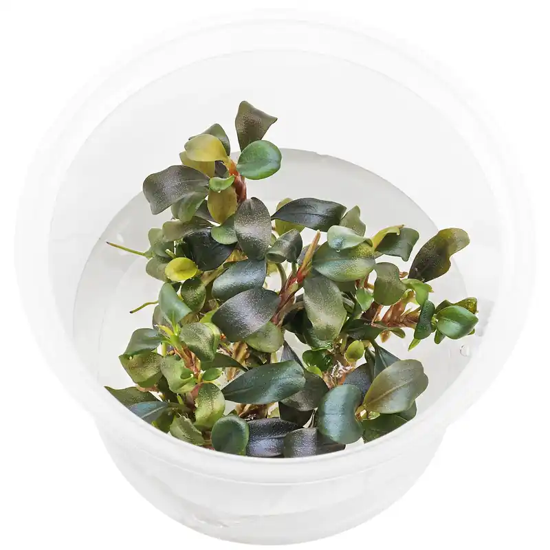Bucephalandra sp. "Motleyana Red" Schwierigkeit Preisreduziert