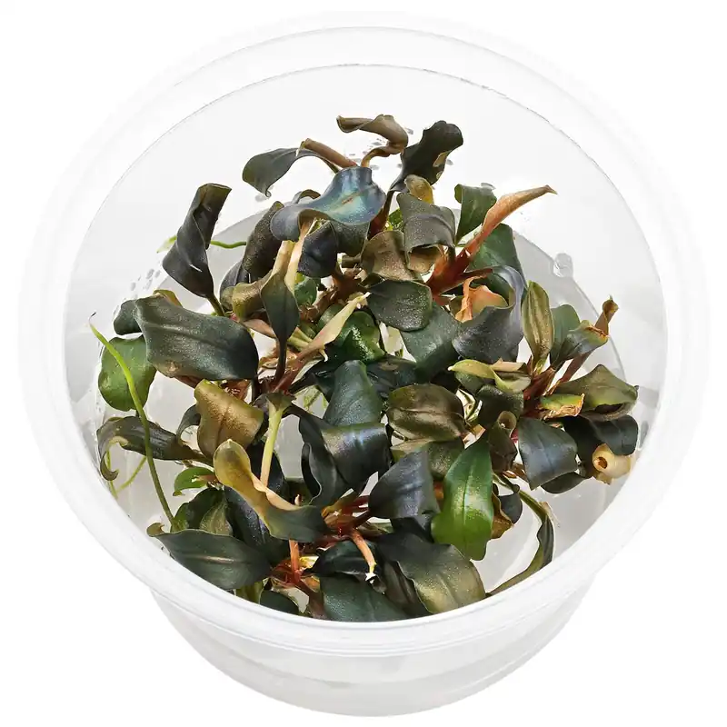 Bucephalandra sp. "Red" Schwierigkeit Preis Gesenkt