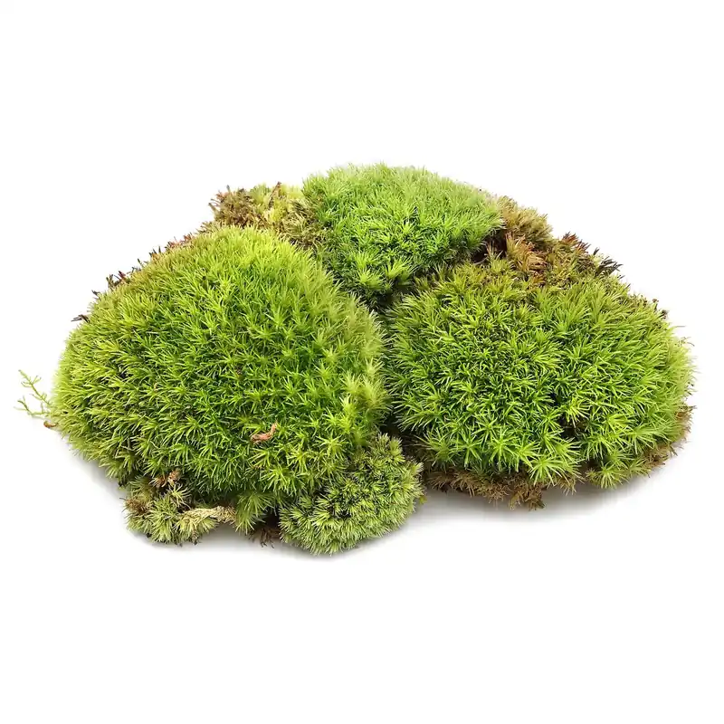 Bollenmoos für Terrarium 500 ml Beliebt