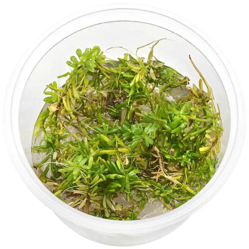 Neu Rotala rotundifolia "Periya" Schwierigkeit