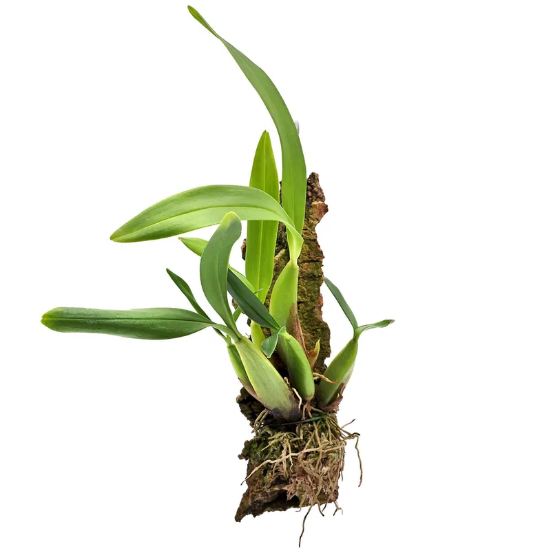 Bulbophyllum falcatum var. bufo Einzelpflanze (lose) Sonderaktion