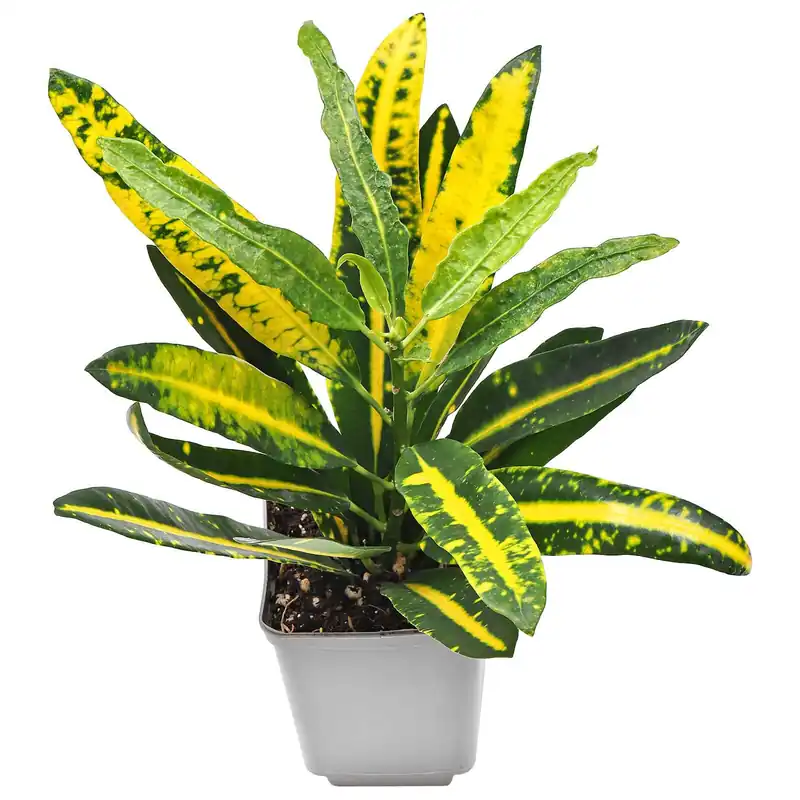 Codiaeum variegatum 'Sunny Star' Topf L - 7 x 7 x 8 cm Neuheit