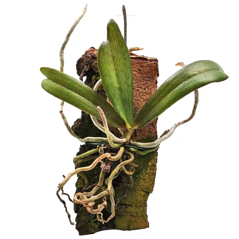 Aerangis biloba Einzelpflanze (lose) Bestpreis