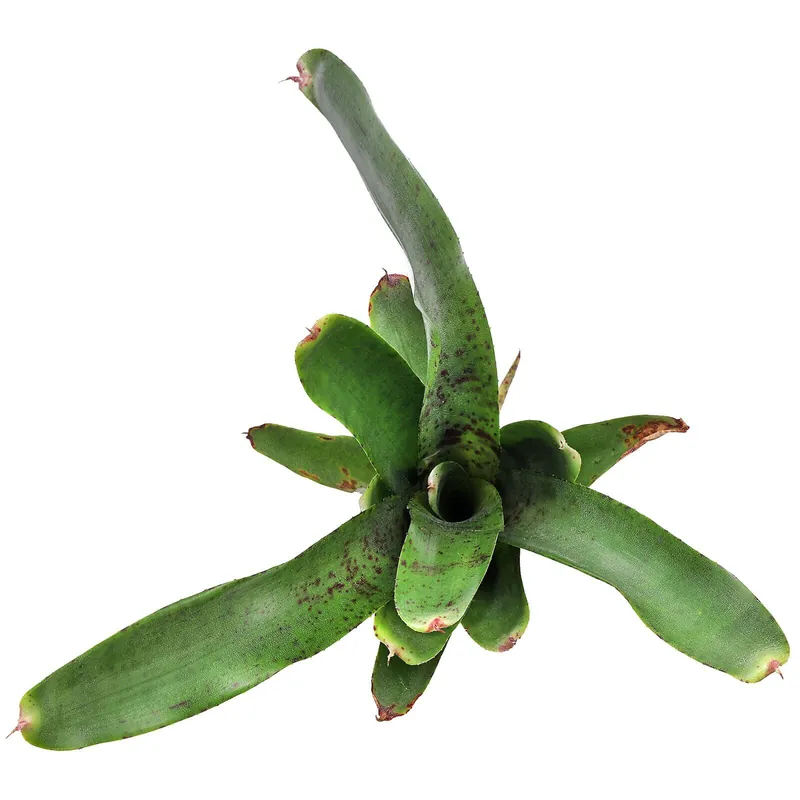 Schneller Versand Neoregelia 'Agnes' Einzelpflanze (lose)
