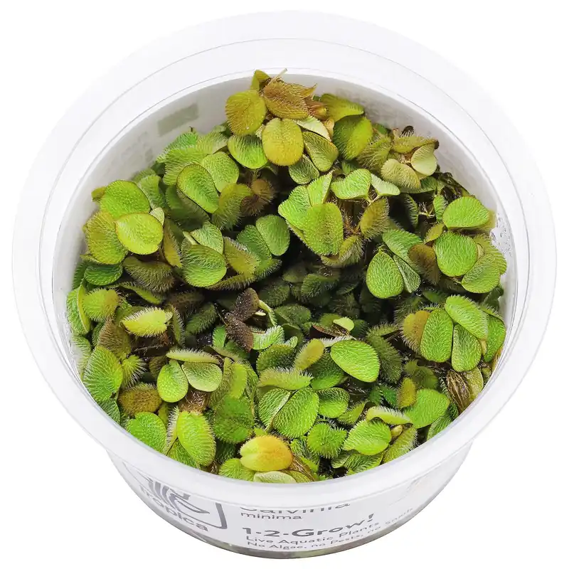 Salvinia minima Schwierigkeit Must-Have