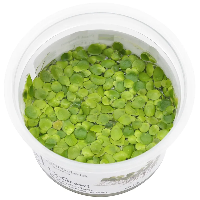 Geprüft Spirodela polyrhiza Schwierigkeit