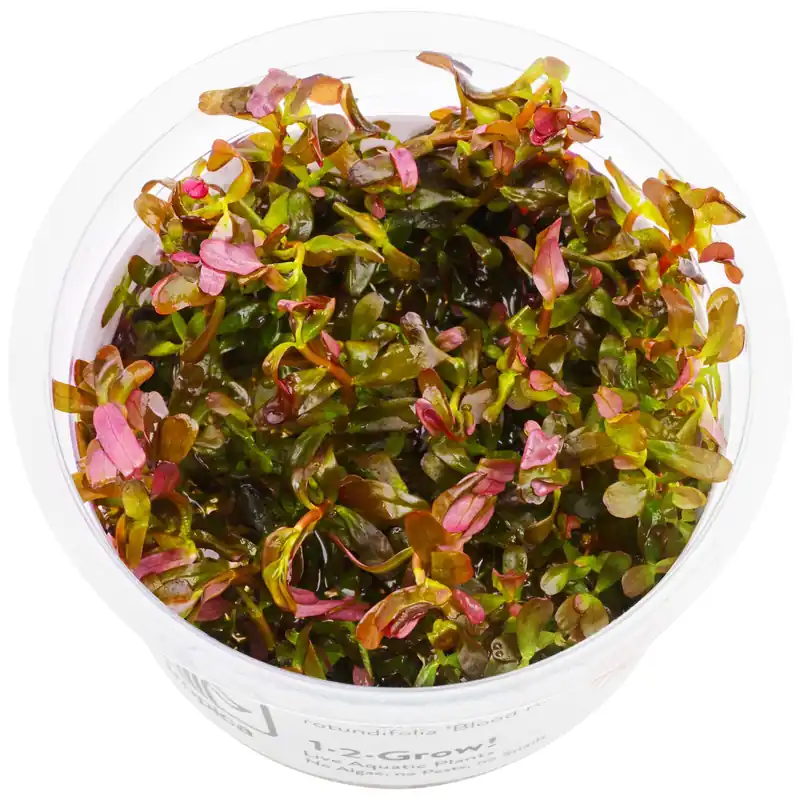 Ausverkauf Rotala rotundifolia "Singapore Blood Red" Schwierigkeit