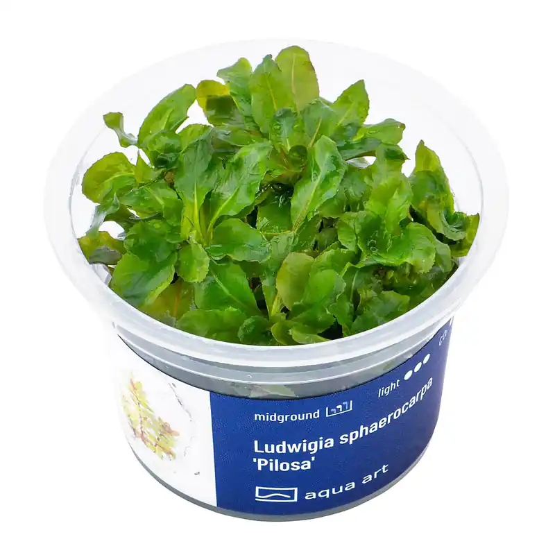 Ludwigia sphaerocarpa Schwierigkeit Kracherpreis