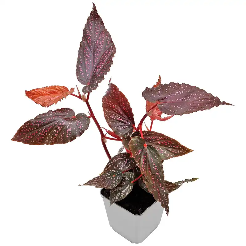 Begonia 'Benigo Pink' Topf L - 7 x 7 x 8 cm Neue Kollektion