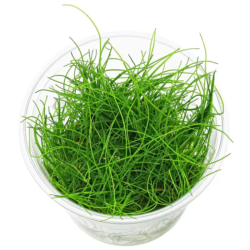 Preiswert Eleocharis sp. "Montevidensis ADA" Schwierigkeit