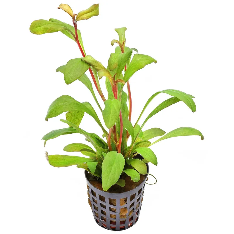 Neu Im Sortiment Lysimachia parvifolia Schwierigkeit