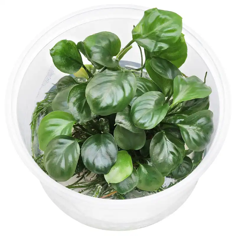 Top-Seller Anubias barteri var. nana 'Round Leaf' ('Coin') Schwierigkeit