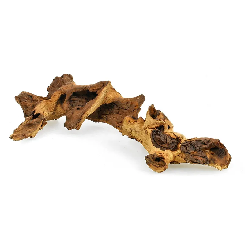 Direkt Vom Hersteller Mopani Wurzel XS - 10-15 cm