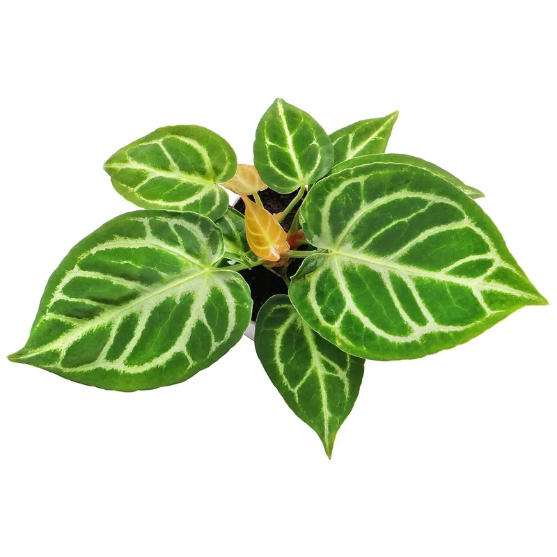 Anthurium crystallinum 'Silver Blush' Topf L - 7 x 7 x 8 cm Heißes Angebot