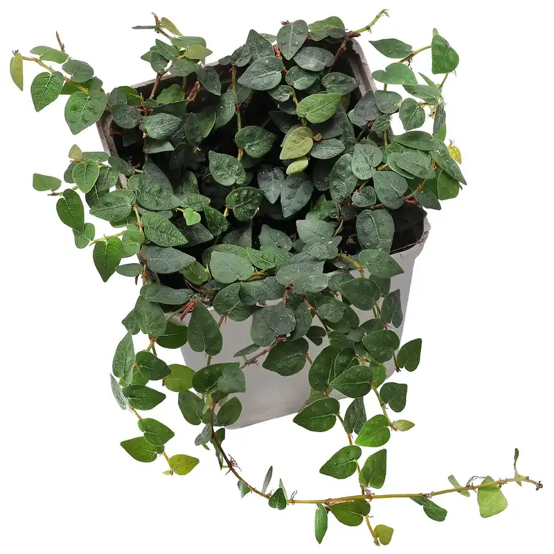 Angebot Ficus pumila "Minuta" Topf L - 7 x 7 x 8 cm
