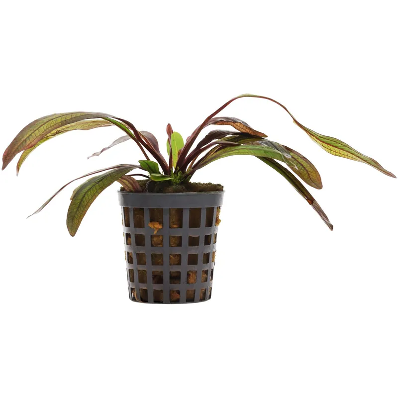 Knallerangebot Echinodorus 'Rubin Narrow Leaf' Schwierigkeit