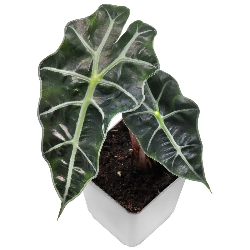 Alocasia × mortfontanensis Topf L - 7 x 7 x 8 cm Schneller Versand