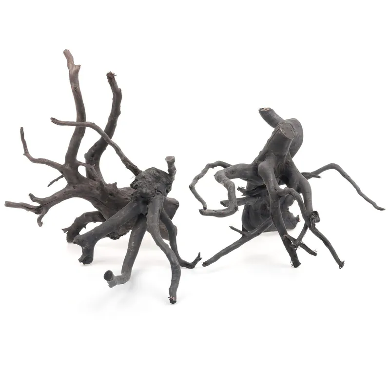 Echt Schwarze Moorwurzel S-Set - 10-20 cm