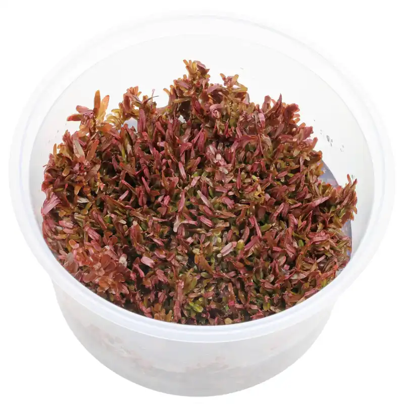 Rotala rotundifolia "Singapore Blood Red" Schwierigkeit Begrenztes Angebot