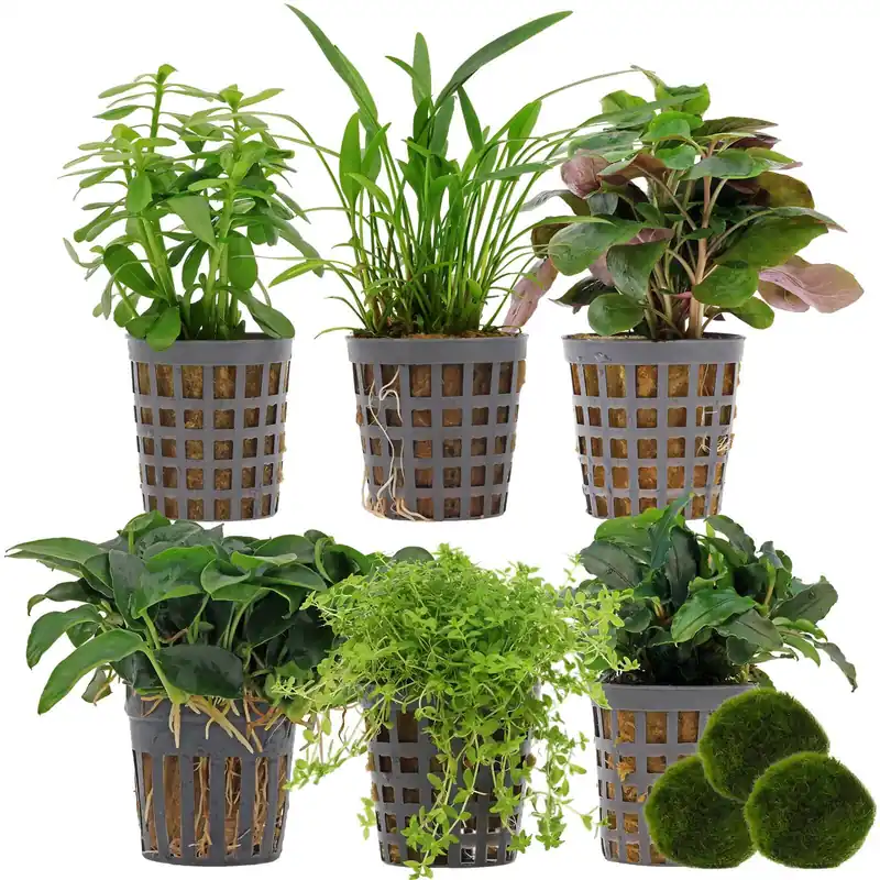 Aquarienpflanzen Set 30 Liter Grün einfach Nr. 01 6 Pflanzen & 3 Mooskugeln Bestpreis