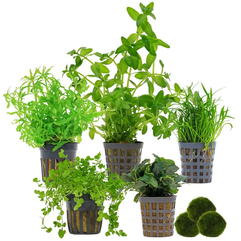 Top-Angebot Aquarienpflanzen Set 30 Liter Grün mittel Nr. 02 5 Pflanzen & 3 Mooskugeln