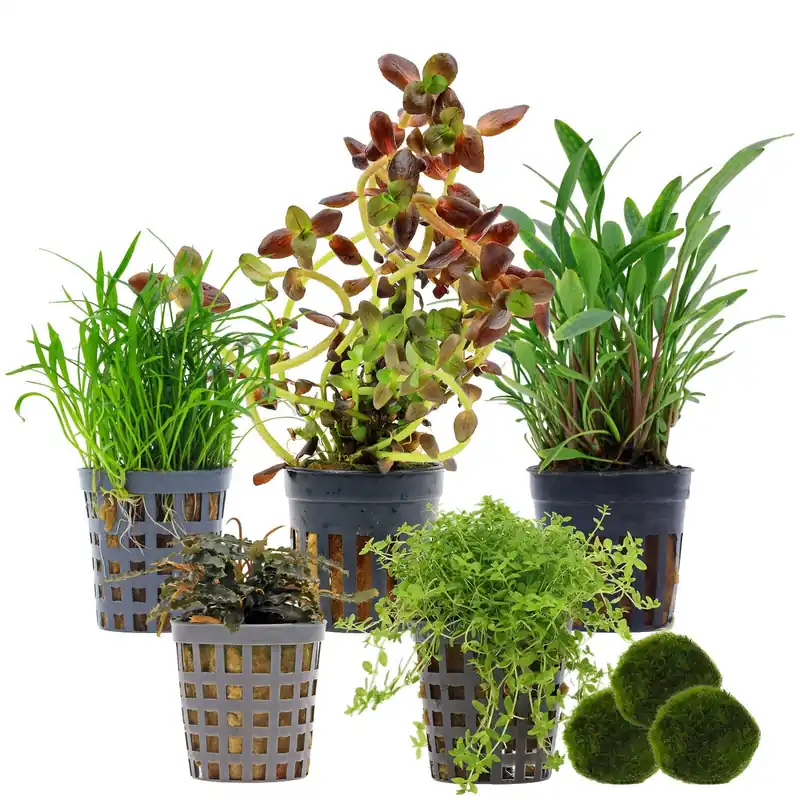 Aquarienpflanzen Set 30 Liter Farbig mittel Nr. 02 5 Pflanzen & 3 Mooskugeln Knallerangebot