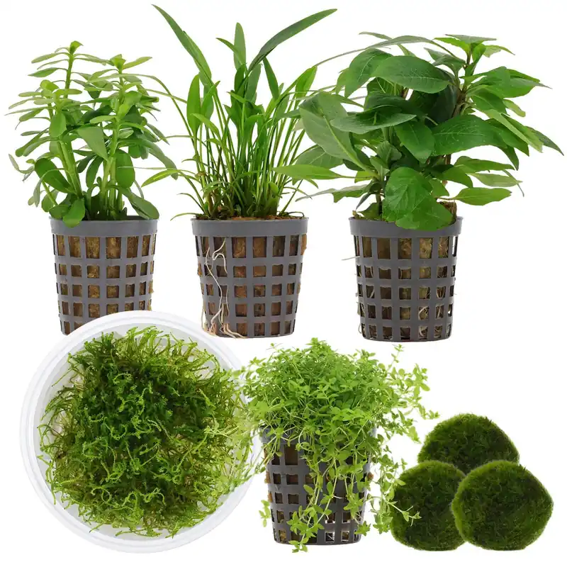 Aquarienpflanzen Set 30 Liter Garnelen Grün einfach Nr. 02 5 Pflanzen & 3 Mooskugeln Online Kaufen