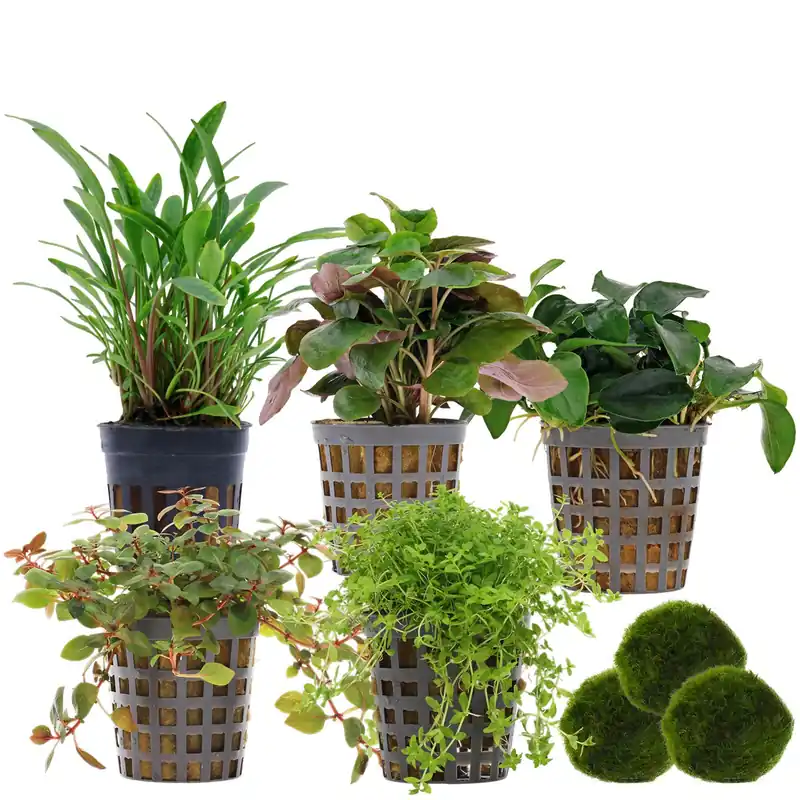 Direkt Vom Hersteller Aquarienpflanzen Set 30 Liter Farbig einfach Nr. 01 5 Pflanzen & 3 Mooskugeln