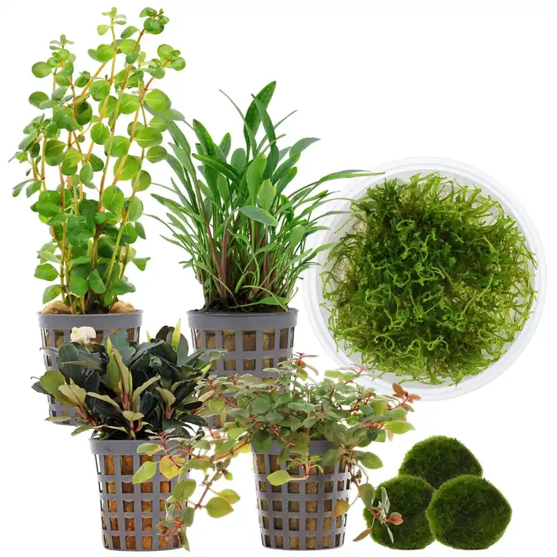 Markenware Aquarienpflanzen Set 30 Liter Garnelen Farbig einfach Nr. 01 5 Pflanzen & 3 Mooskugeln