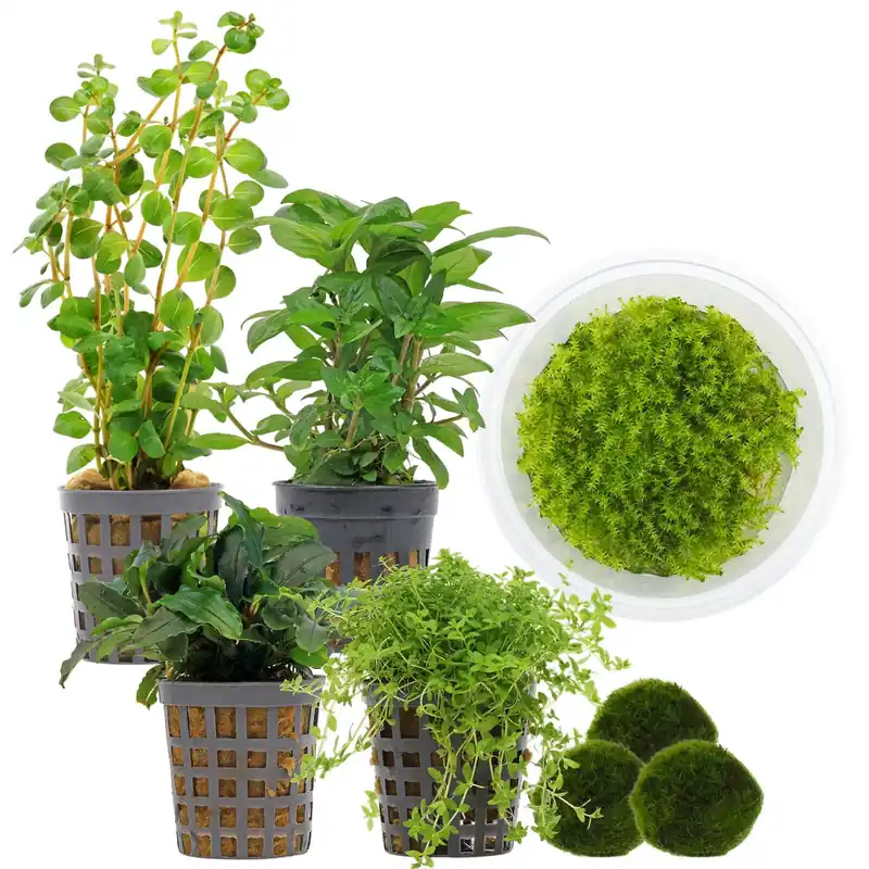 Preisreduziert Aquarienpflanzen Set 30 Liter Garnelen Grün einfach Nr. 01 5 Pflanzen & 3 Mooskugeln