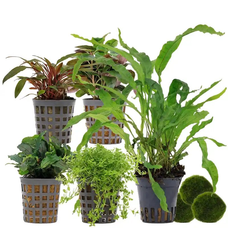 Online Kaufen Aquarienpflanzen Set 30 Liter Wenig Pflegeaufwand Nr. 01 5 Pflanzen & 3 Mooskugeln